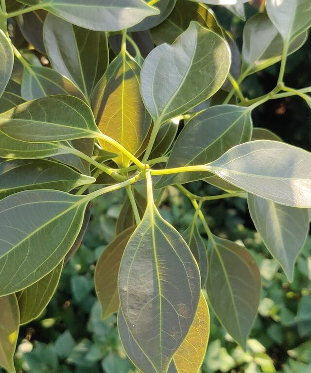 Neolitsea foliosa