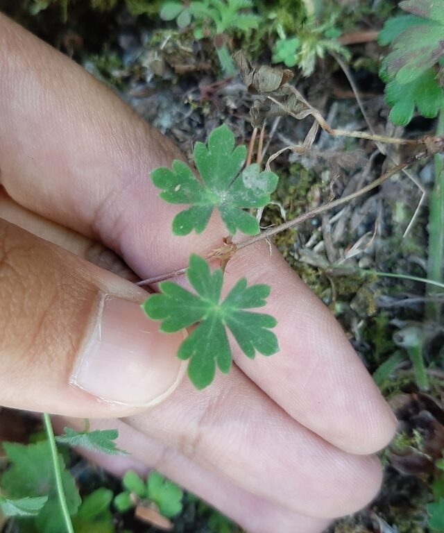 Nepal Geranium