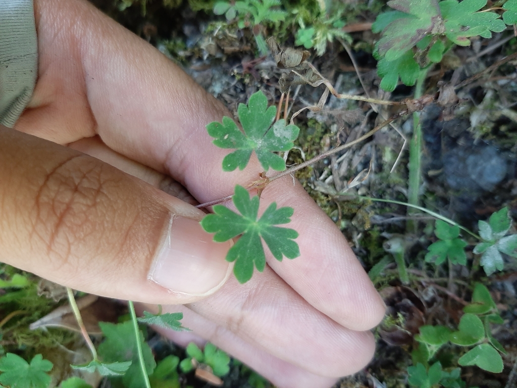 Nepal Geranium