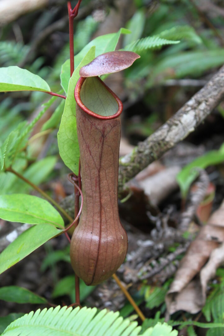 Sri Lankan Pitcher Plant