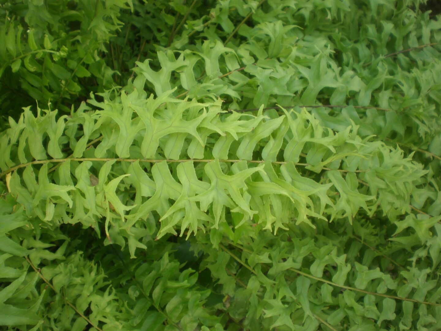 Fishtail Swordfern