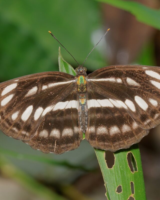 Common Sailer