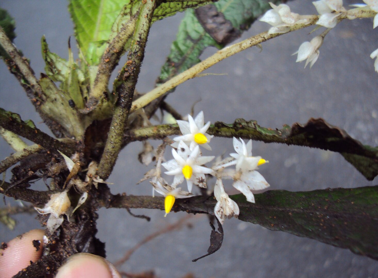 Neurocalyx calycinus
