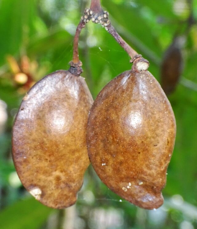 Niepa Bark Tree