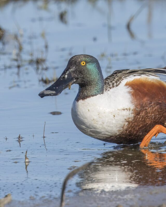 Northern Shoveler