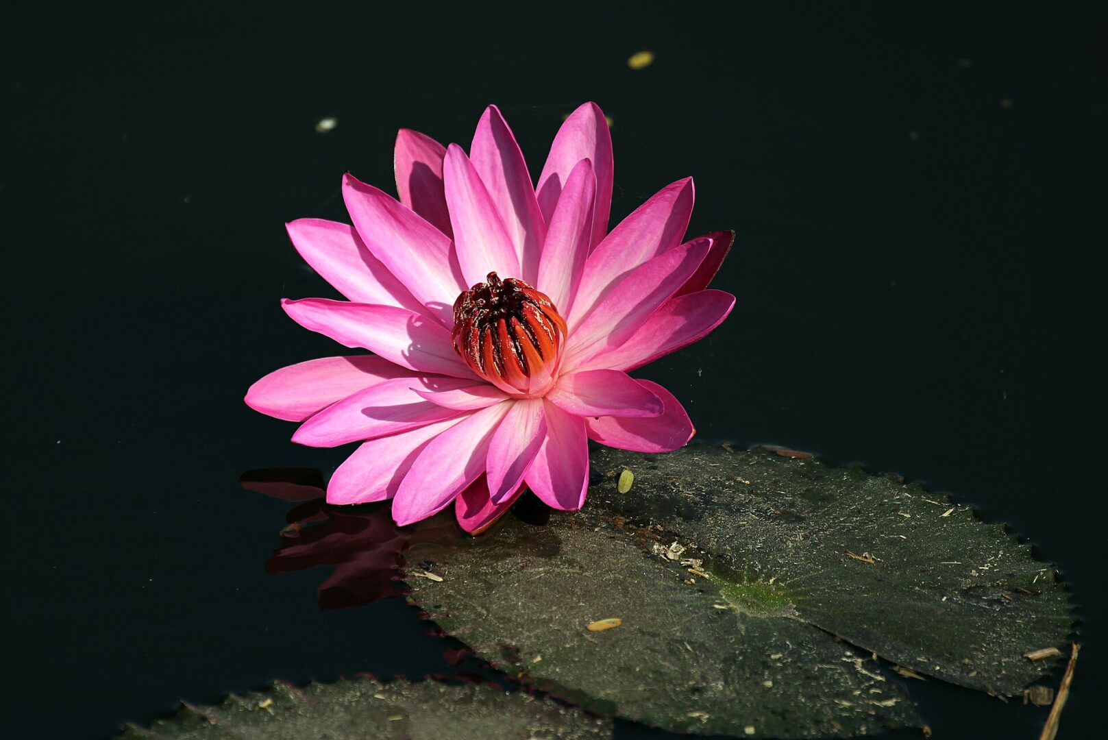 Red Water Lily