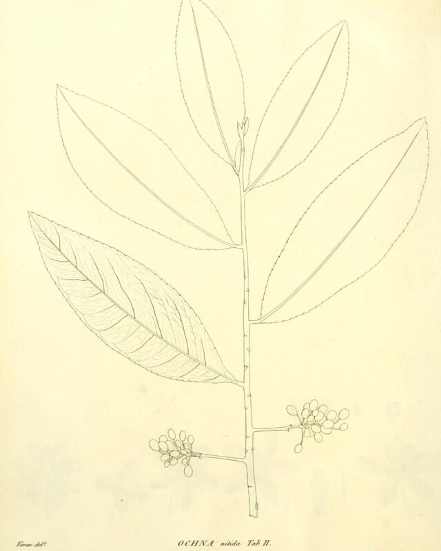 Ochna jabotapita