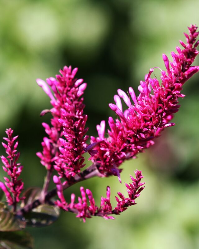Odontonema callistachyum