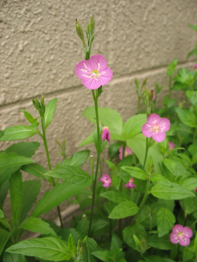Rose Evening Primrose