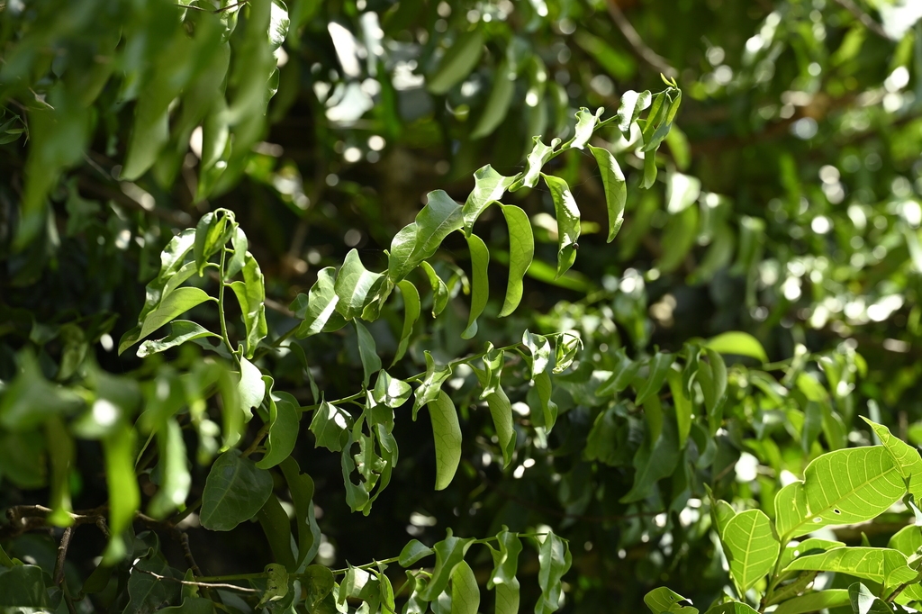 Olax imbricata