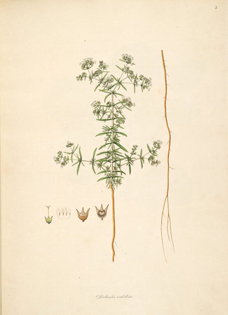 Oldenlandia umbellata