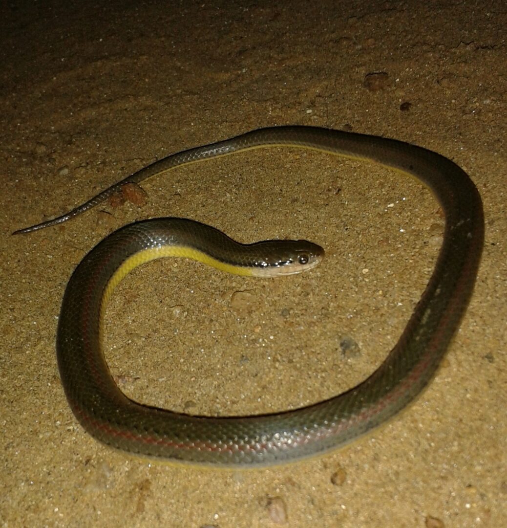 දියවර්ණයා