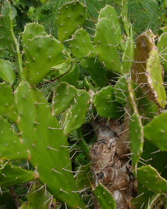 Drooping Prickly Pear
