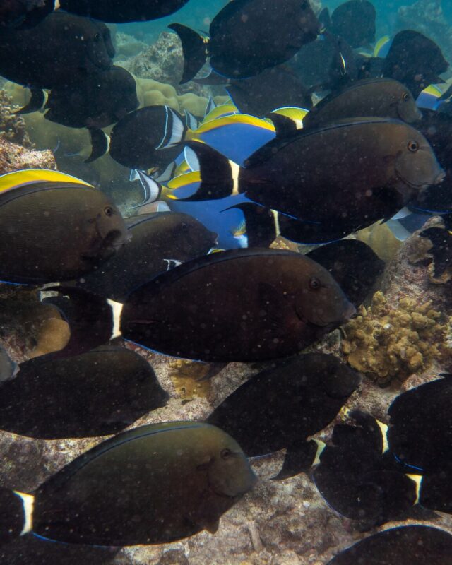 Orange-Socket Surgeonfish