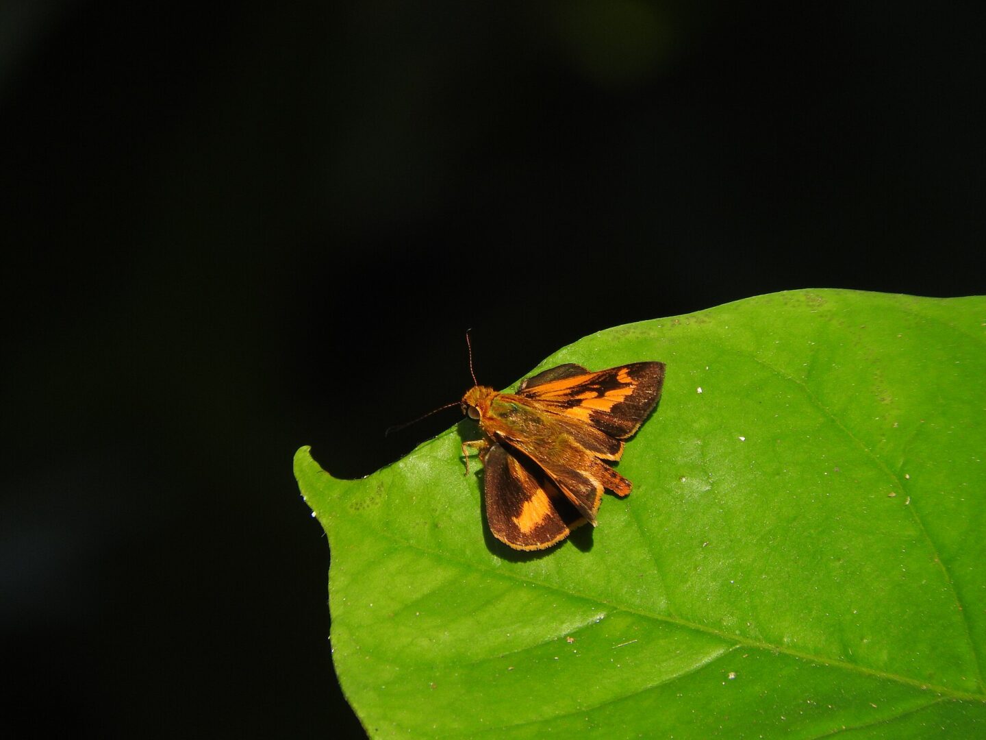 Smaller Dartlet