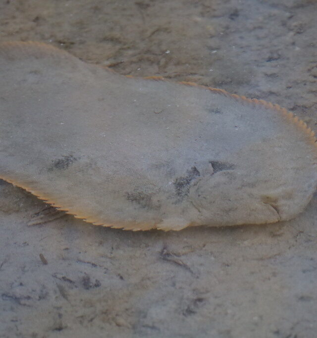 Oriental Sole