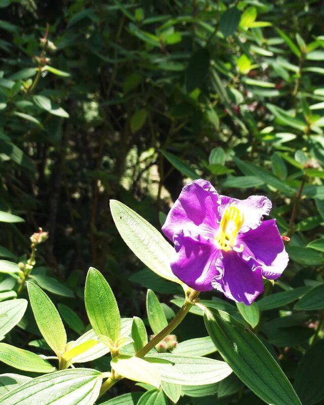 Osbeckia rubicunda