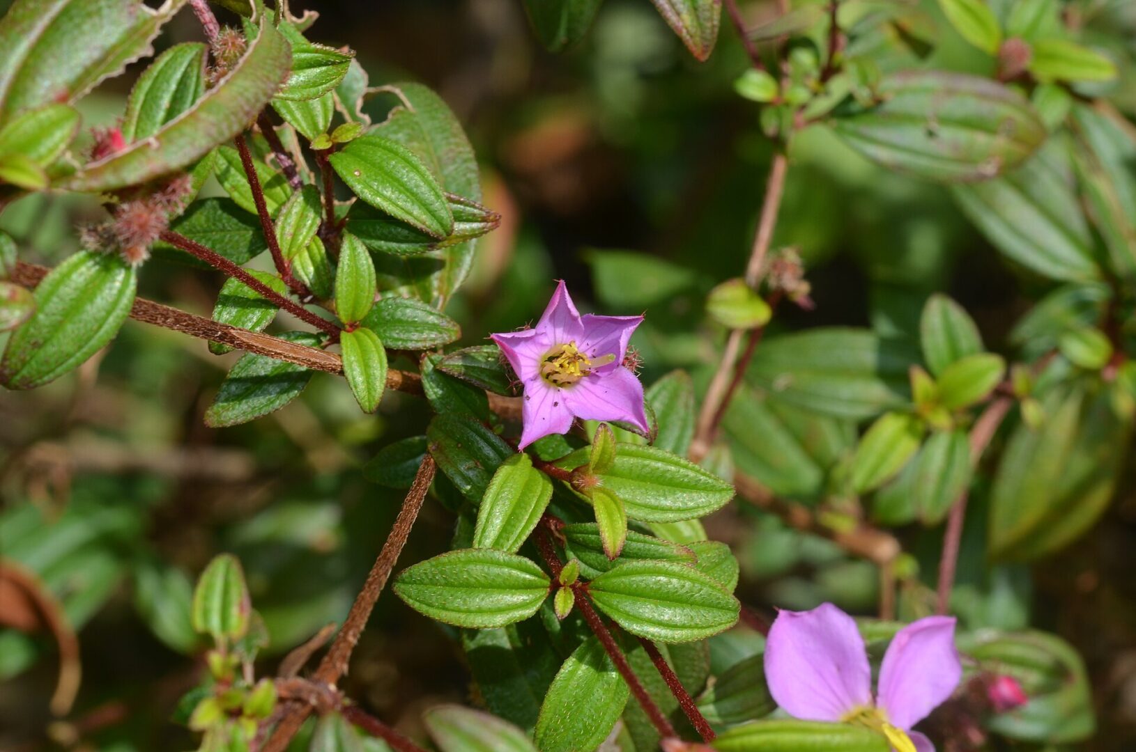 හීන් බෝවිටියා