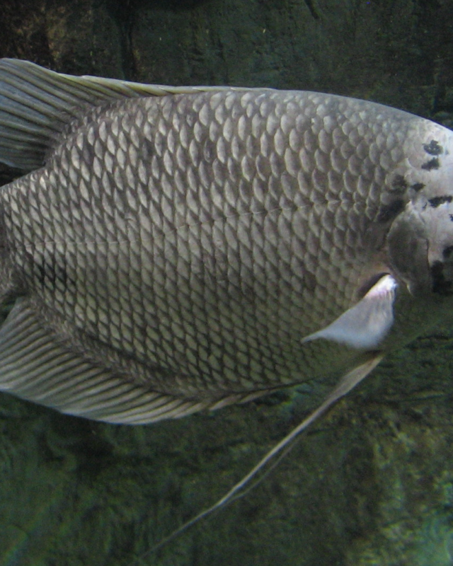 Giant Gourami