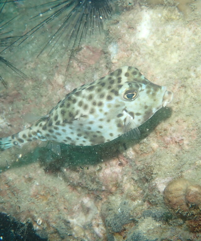 Shortnose Boxfish