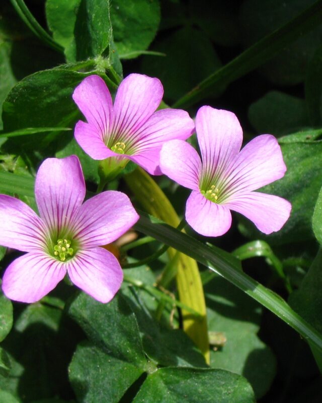 Largeflower Pink-Sorrel