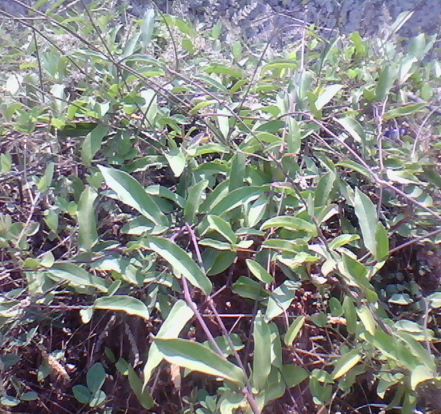 மாம்பாஞ்சான்