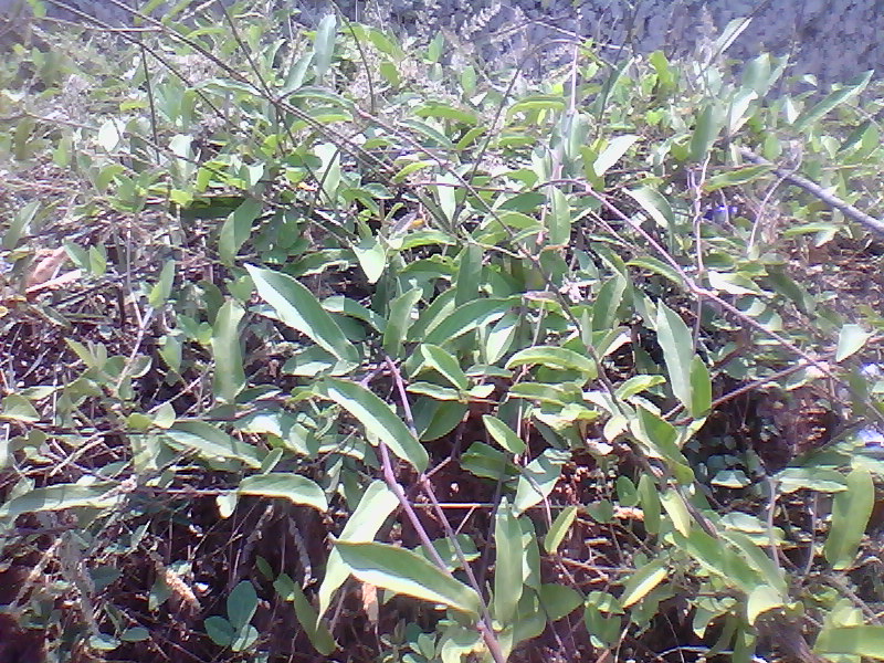 மாம்பாஞ்சான்