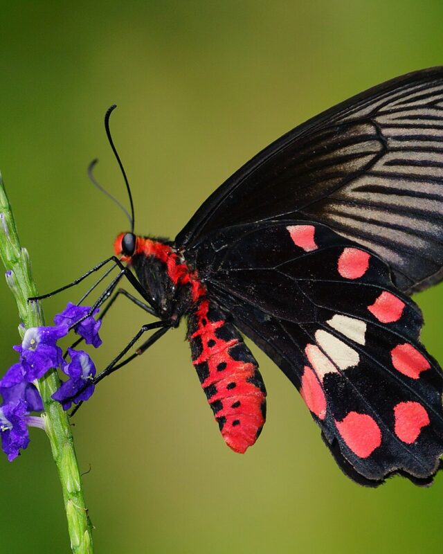 Common Rose Swallowtail