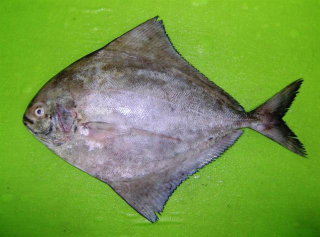 Black Pomfret