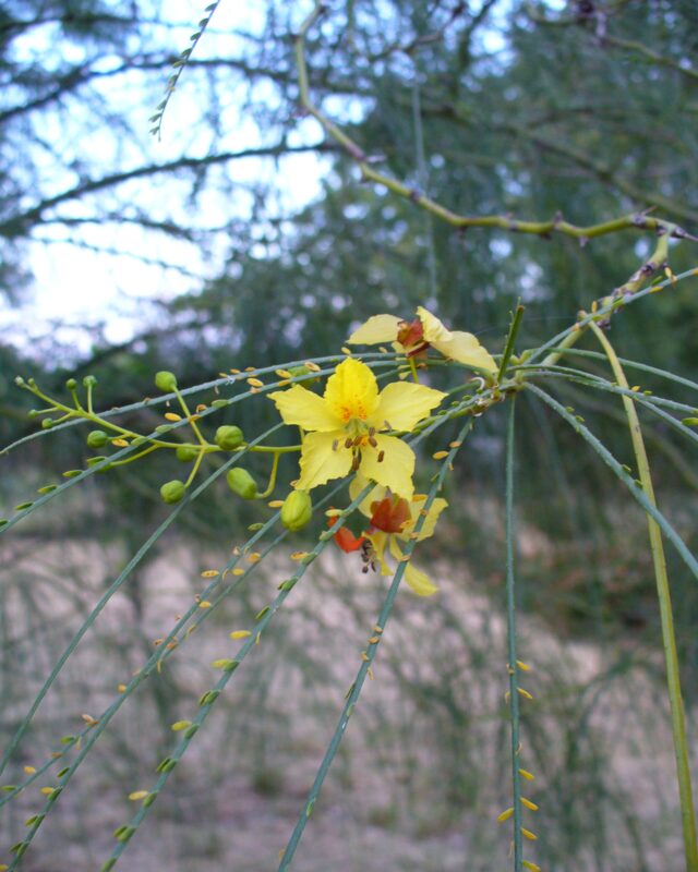 Mexican Palo Verde