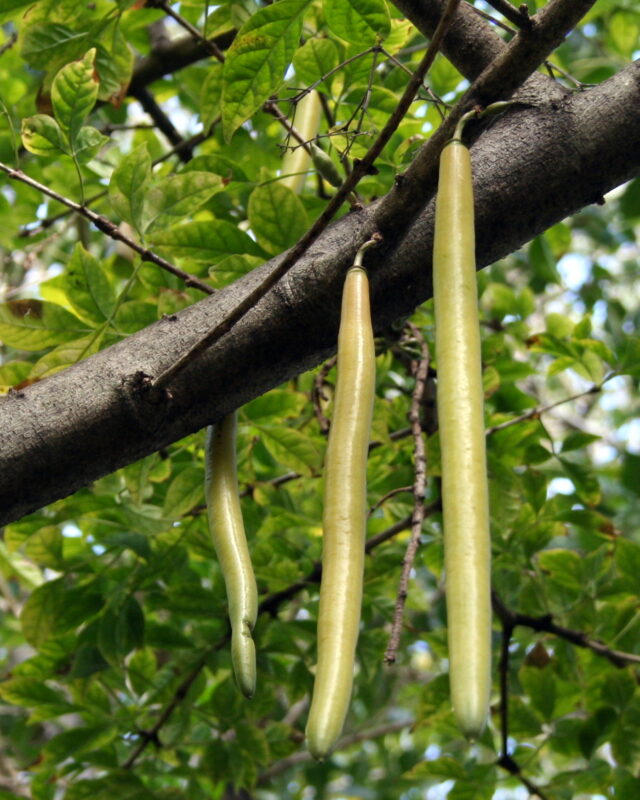 Candle Tree