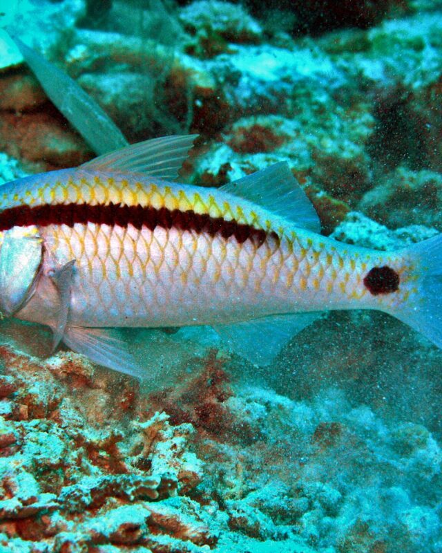 Dot-And-Dash Goatfish