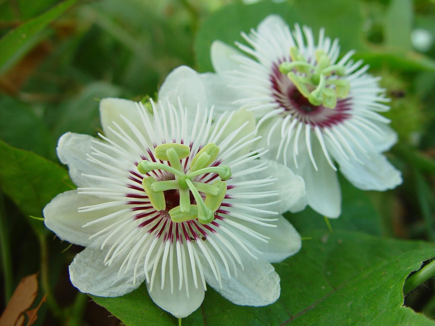 Orangefruit Passionflower