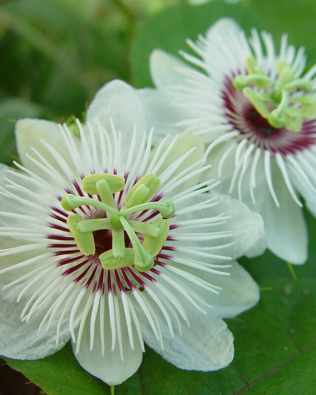 Orangefruit Passionflower