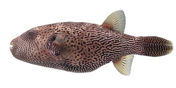 Map Puffer