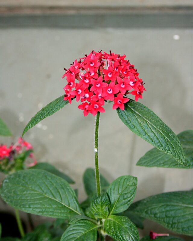 Egyptian Star-Cluster