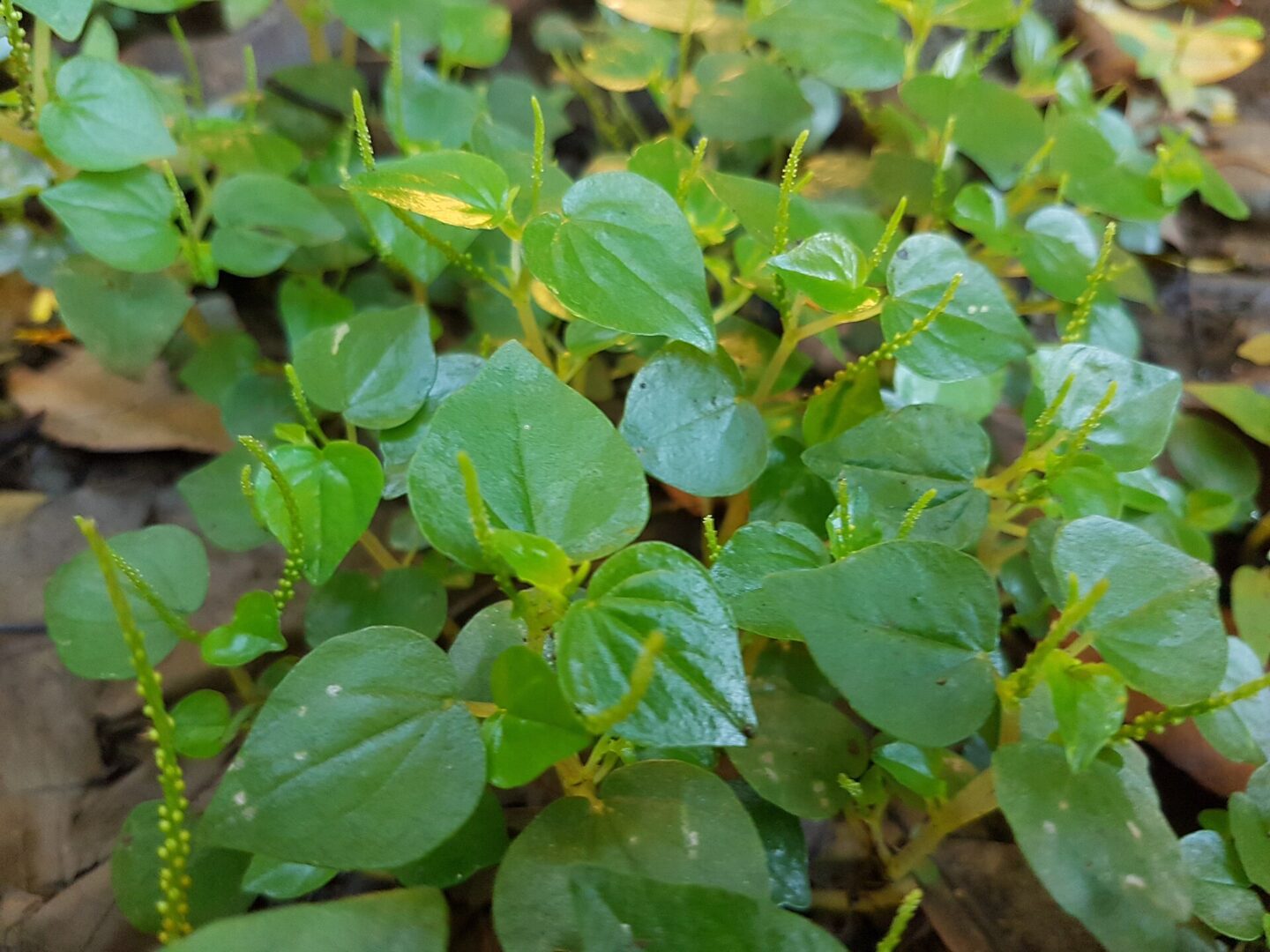 Pepper Elder