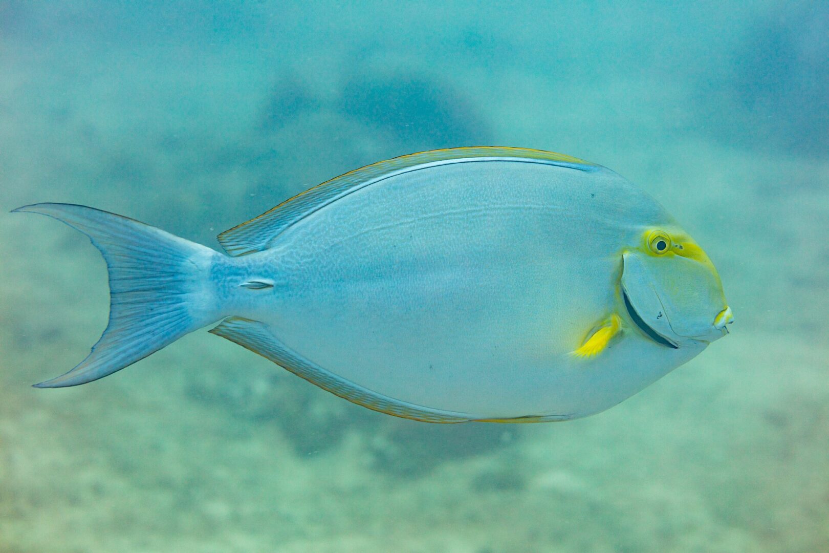 Yellowfin Surgeonfish