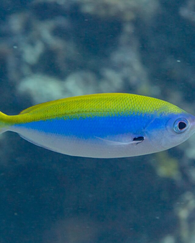 Yellowback Fusilier