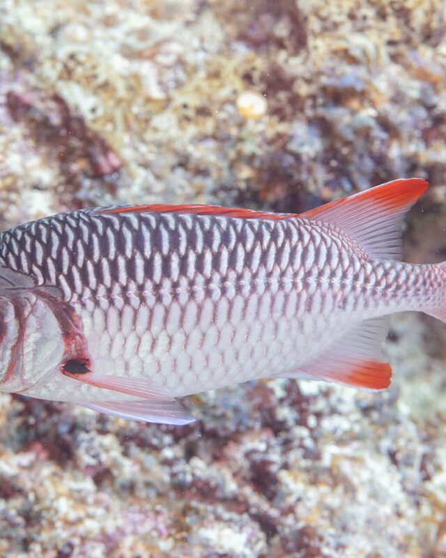 Violet Soldierfish