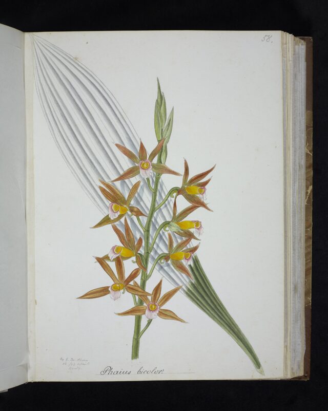 Wallich’s Phaius
