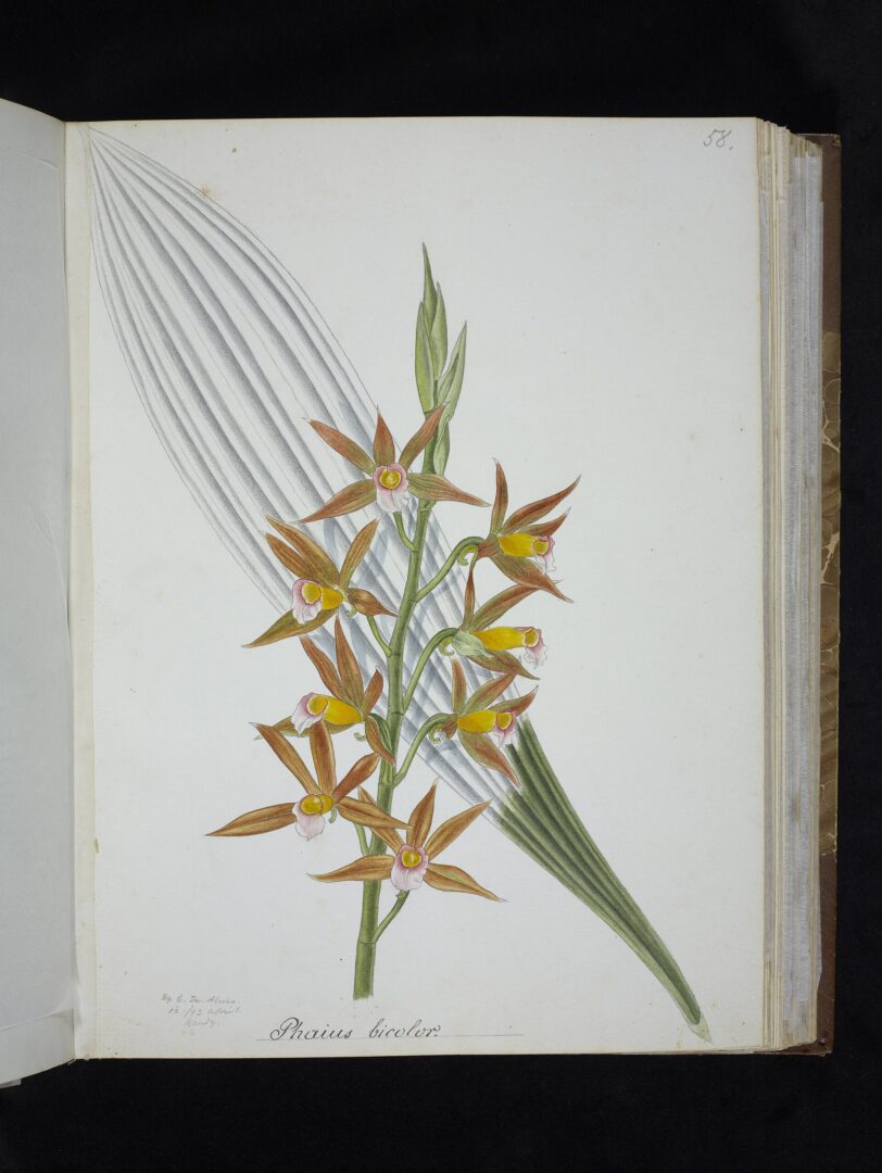Wallich’s Phaius