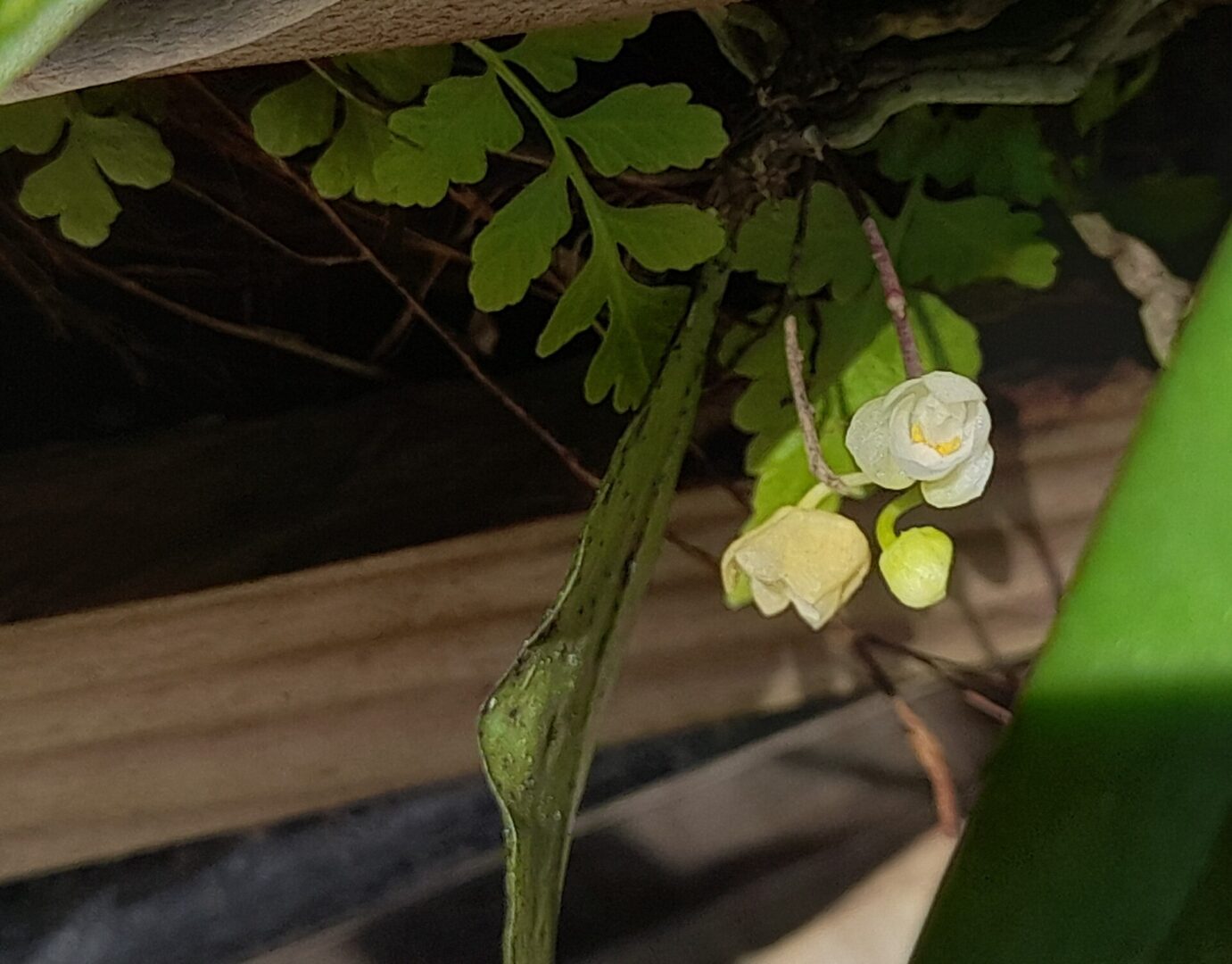 Phalaenopsis mysorensis
