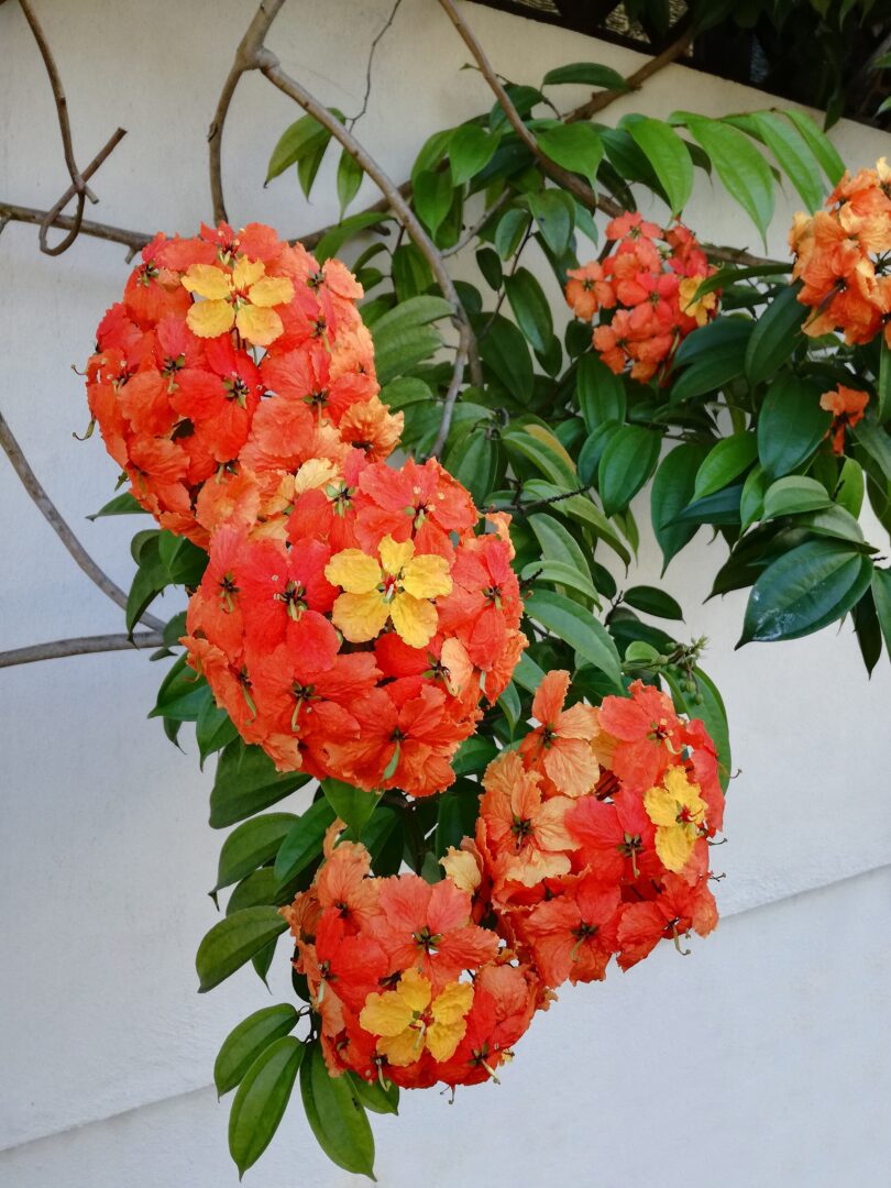 Phanera kockiana