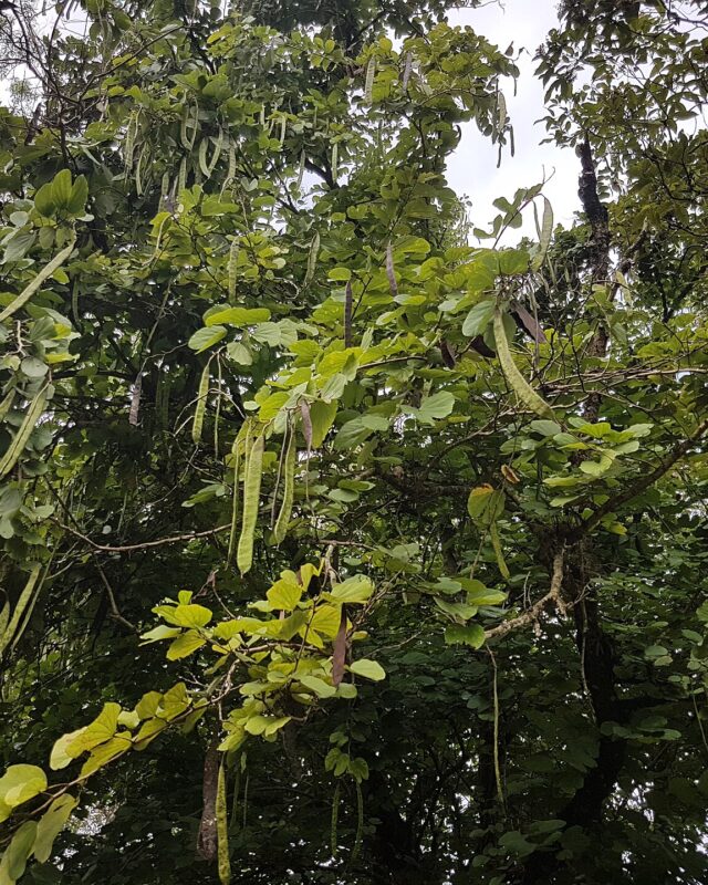 Orchid Tree