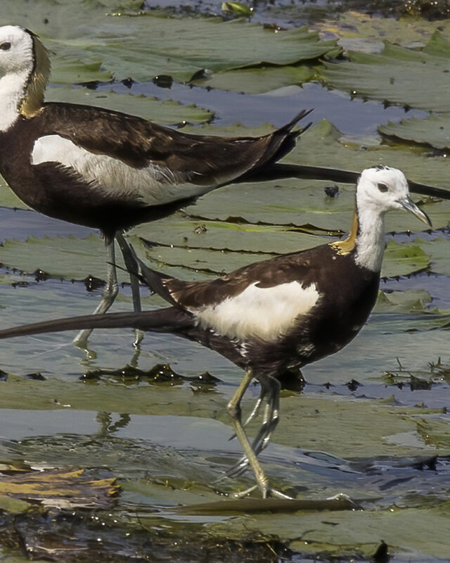 Pheasant-Tailed Jacana