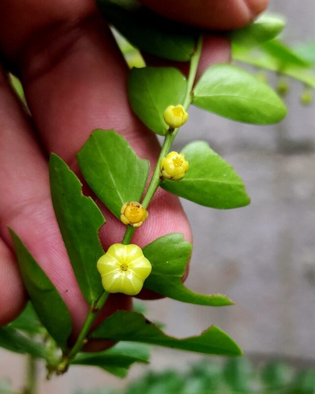 Phyllanthus buxifolius