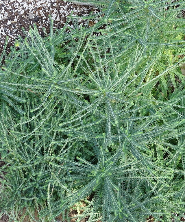 Phyllanthus rotundifolius