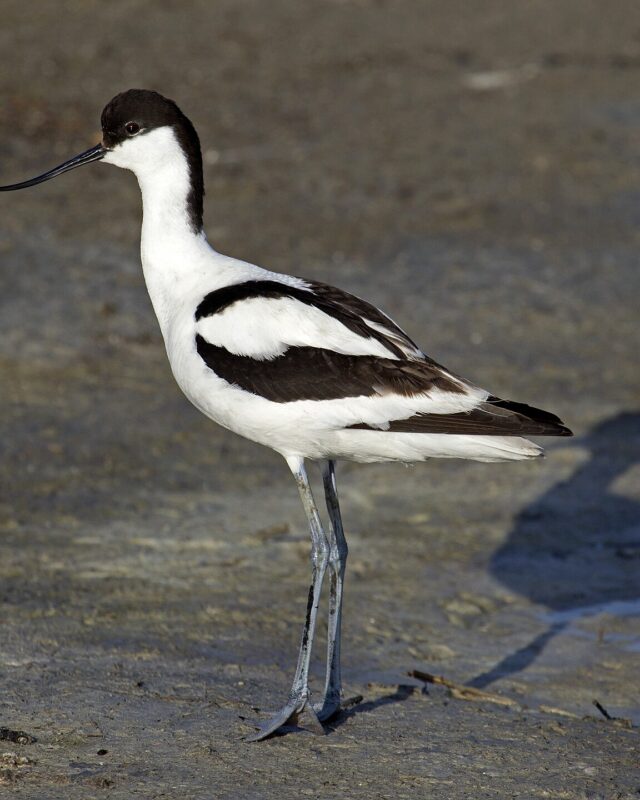 Pied Avocet