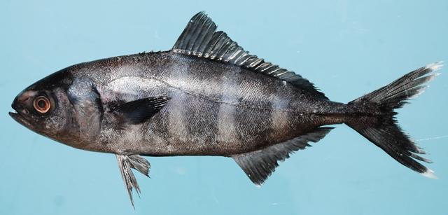 Pilotfish